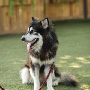 dog, pet, nature, canine, animal, fur, leash, snout, mammal, dog portrait, animal world