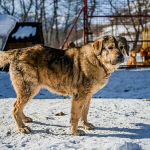 Large fluffy dog standing on snow in a sunny, snowy yard with other dogs in the background.