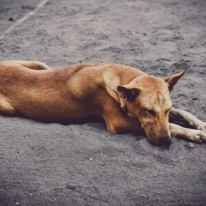 A peaceful street dog sleeping on sandy ground, showcasing natural beauty and calmness.