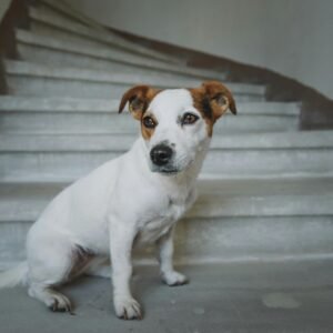 Adorable Jack Russell Terrier sitting on a staircase indoors, looking curious.