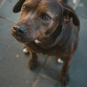 Cute brown dog sitting attentively on a city sidewalk, looking up with curious eyes.