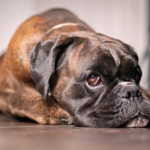 A detailed close-up of a Boxer dog resting on the floor indoors, expressing a tender and relaxed mood.