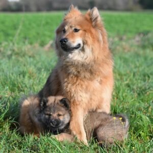 Eurasier dog and puppy sitting in lush green grass on a sunny day, showing affection.