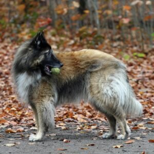 A Belgian Tervuren with a ball, amidst colorful fall leaves in a forest setting.