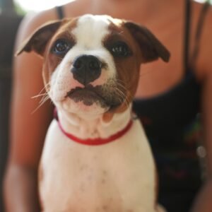 Close-up of a cute American Staffordshire puppy with a woman outdoors in Lausanne.